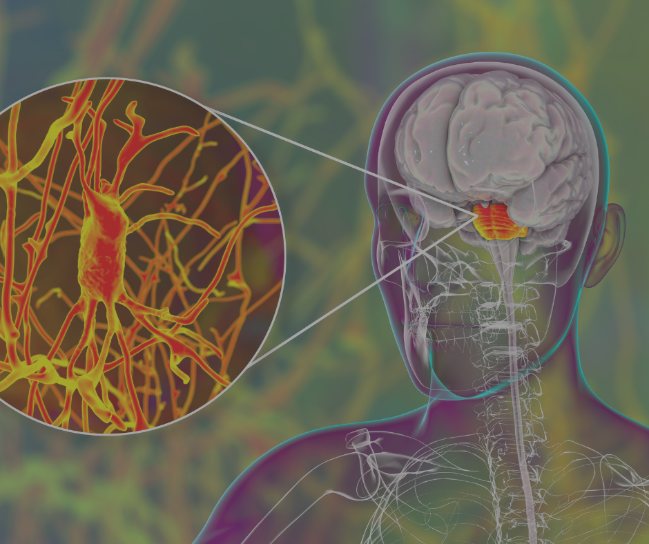The Gut-Brain Connection : How it Works and How to Support It - Ameo Life