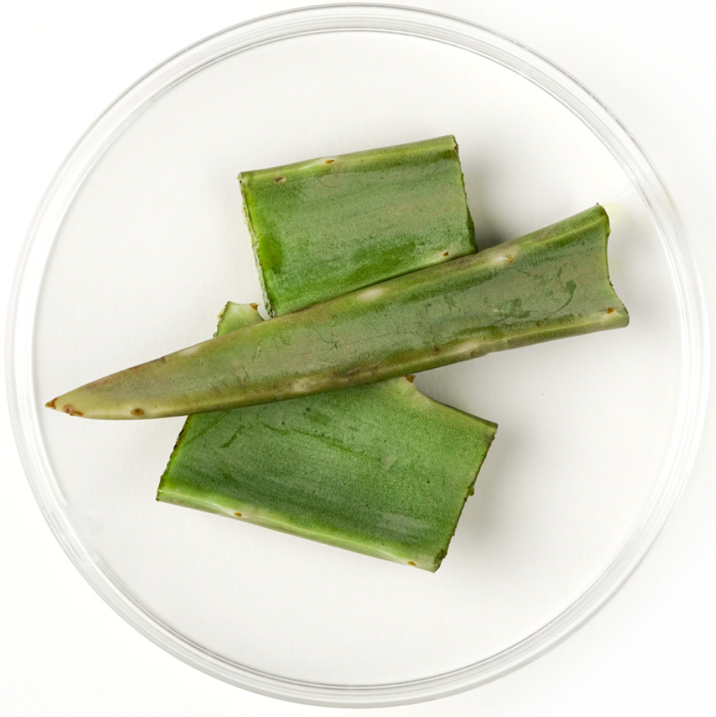 Aloe Vera (inner leaf)
