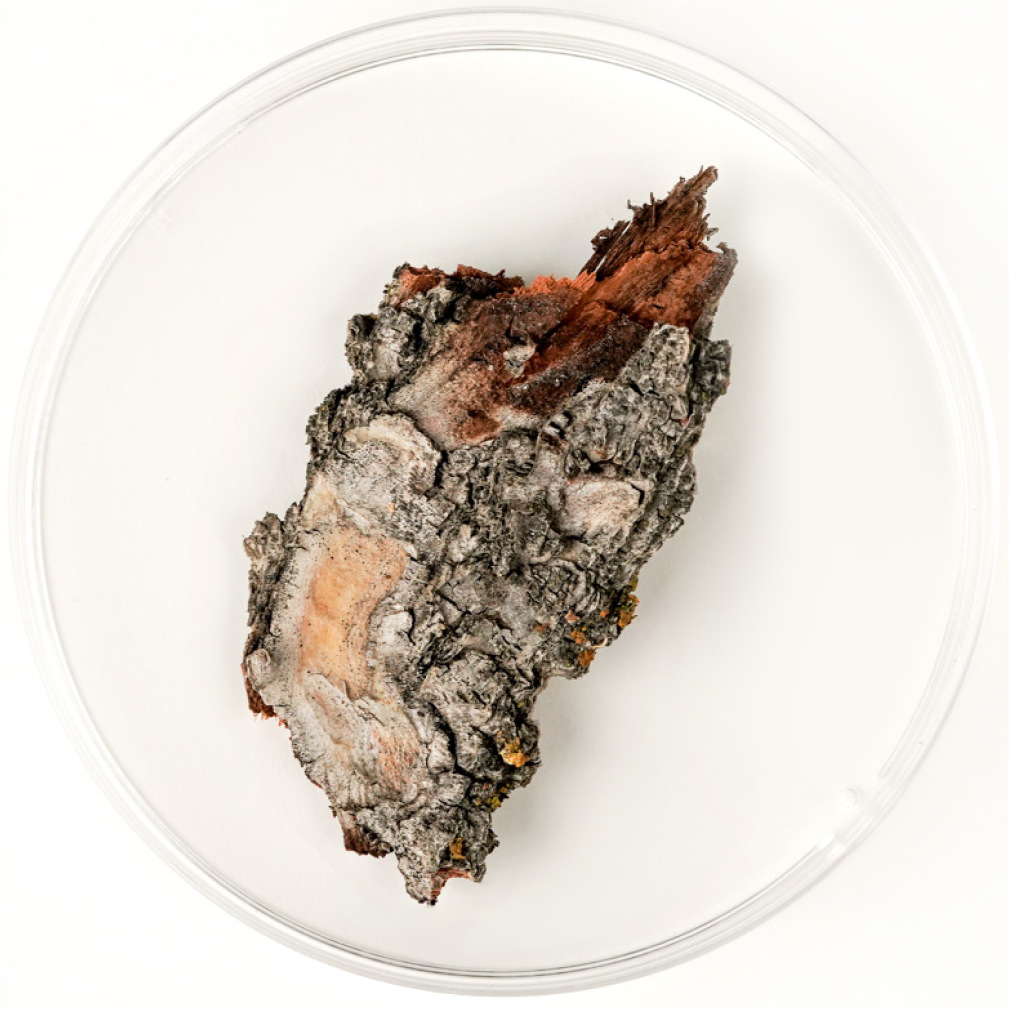 Slippery Elm (Bark)