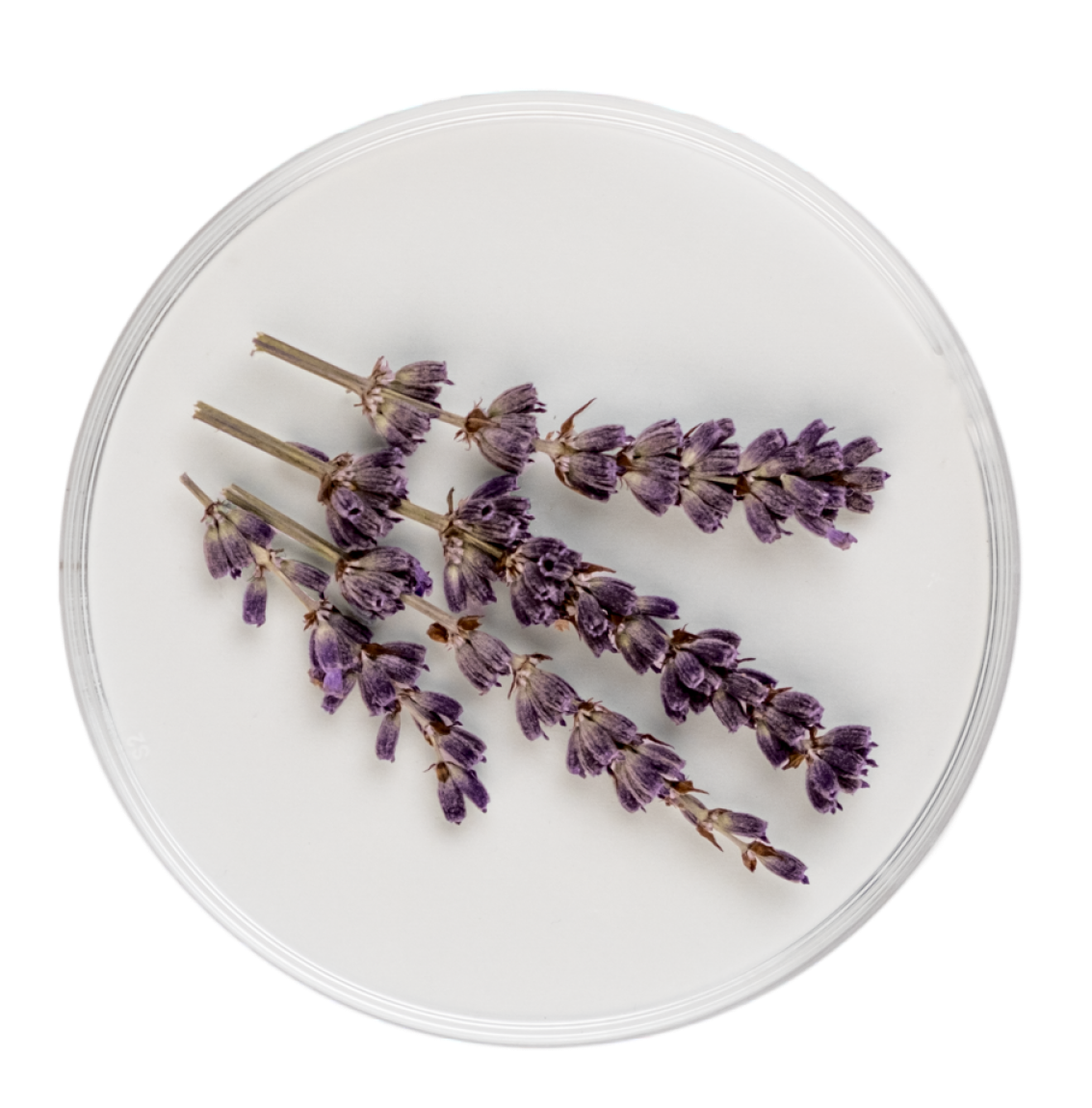 Lavender Essential Oil