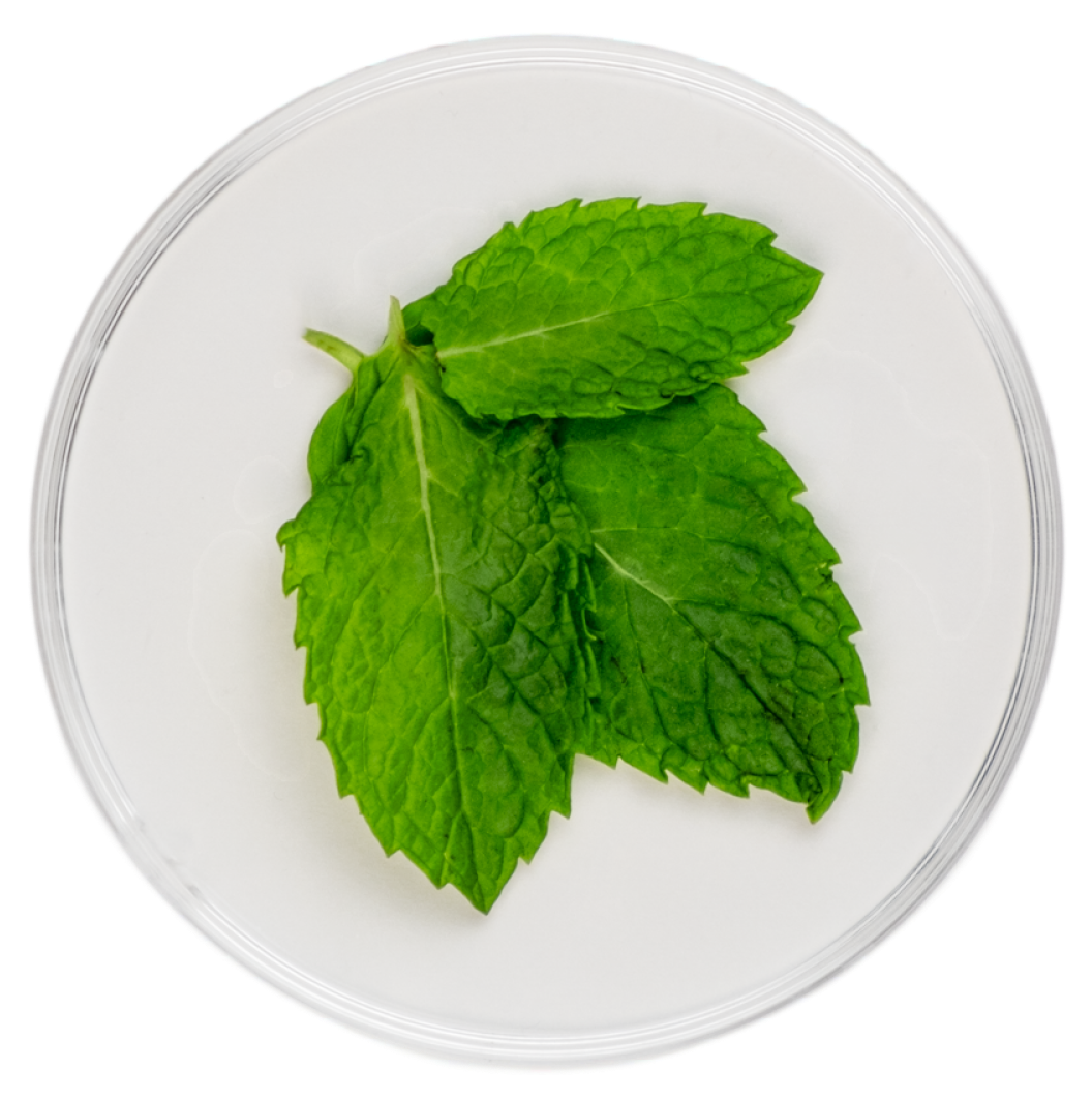 Peppermint Essential Oil