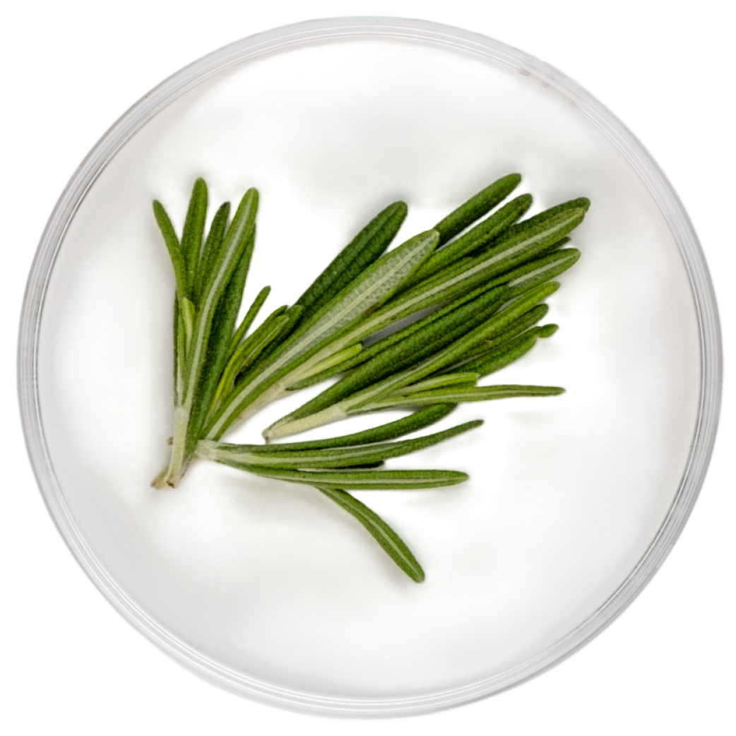 Rosemary Extract
